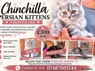 Persian cats 1 BOY LEFT- READY TO LEAVE - Advert 3