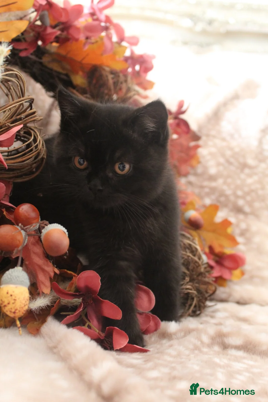 British Shorthair cats for sale: GCCF REG BLACK BRITISH SHORTHAIR BOY 🖤 - Advert 1