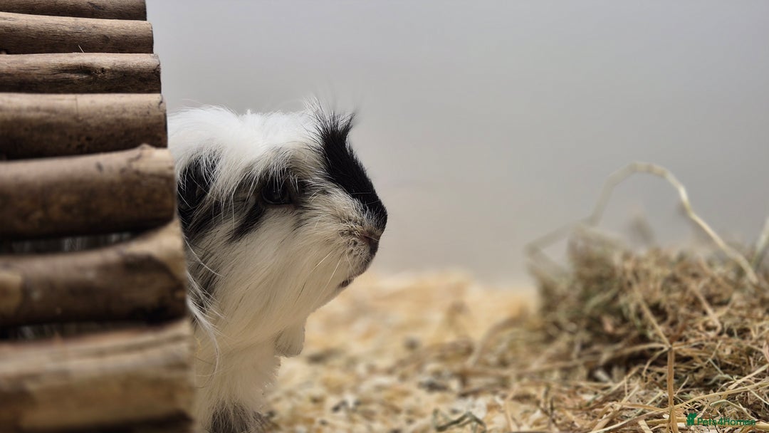 Guinea Pig rodents for sale: Bonded pair of boys - Image 4
