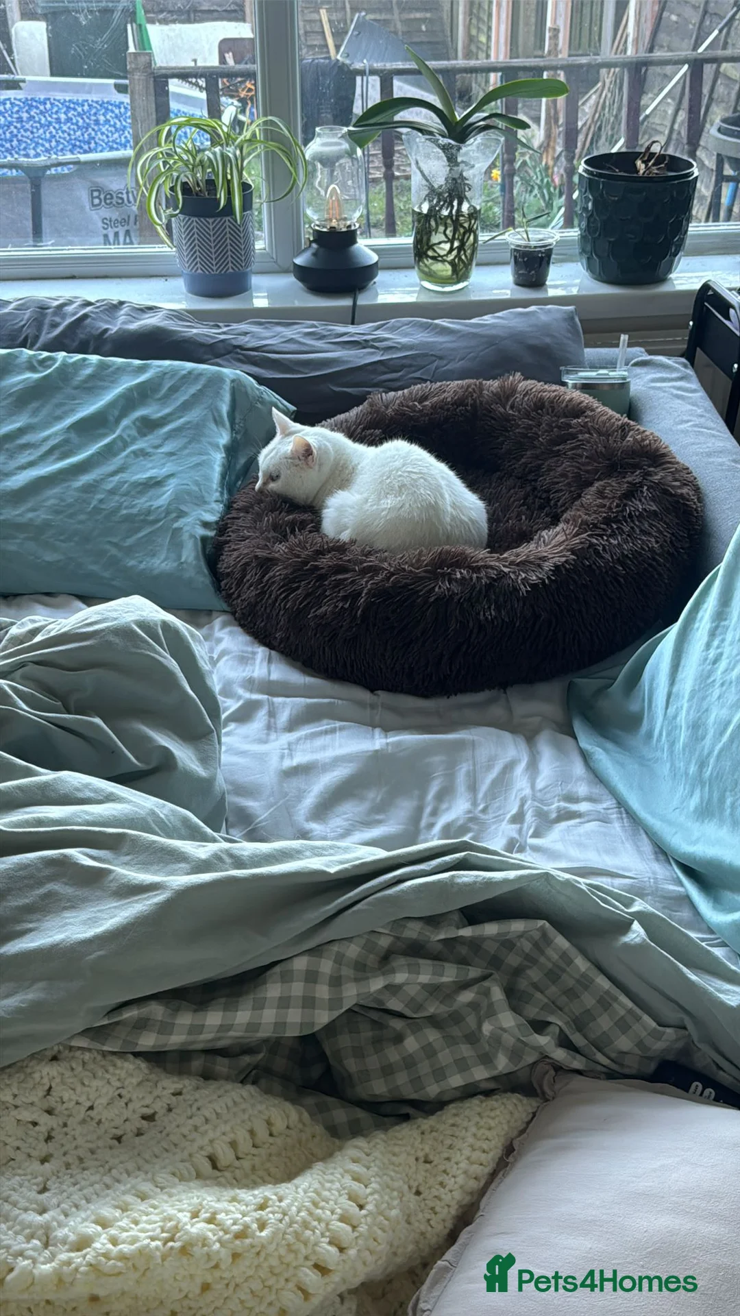 Mixed Breed cats for sale: Looking for a new home - Advert 4