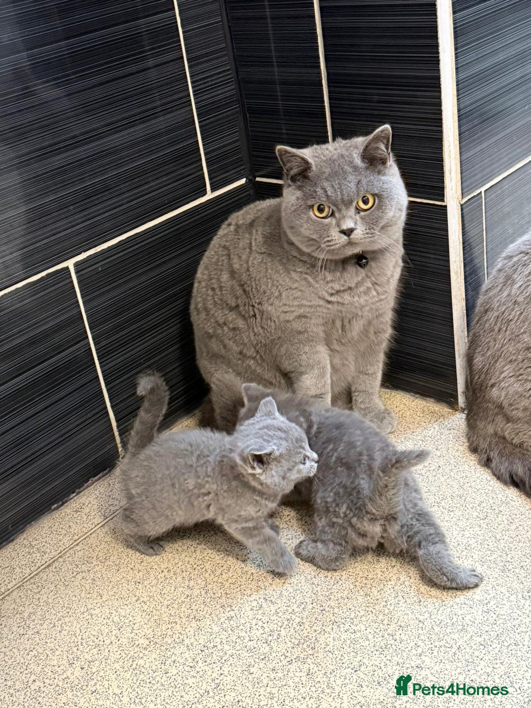 British Shorthair cats for sale: BSH kittens - Advert 12