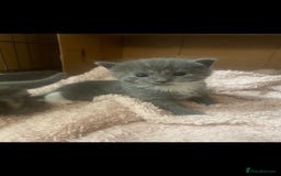 Russian Blue cats for sale: Russian blue x European shorthair mixed - Image 2