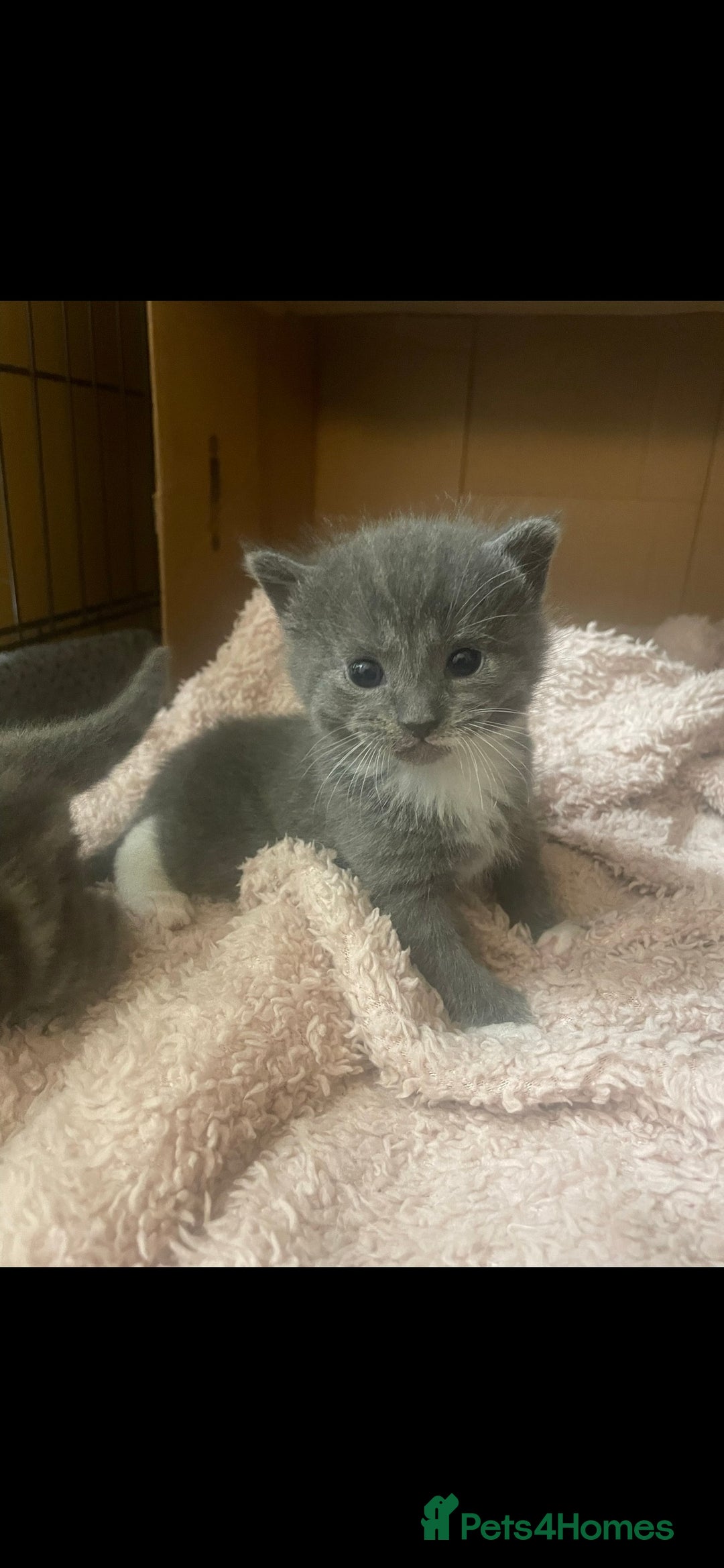 Russian Blue cats for sale: Russian blue x European shorthair mixed - Image 2