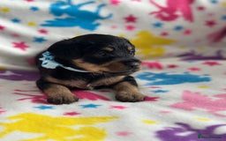 Jackapoo dogs for sale: Jackapoos  - Image 6