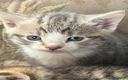 Egyptian Mau cats for sale: Egyptian mau x - Image 7