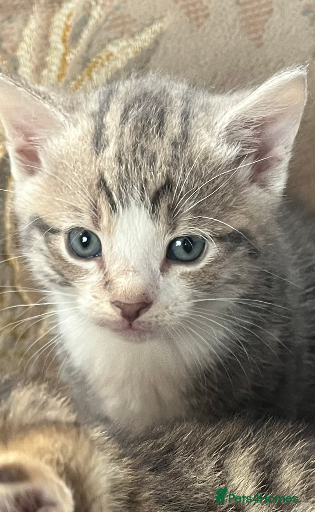 Egyptian Mau cats for sale: Egyptian mau x - Image 7