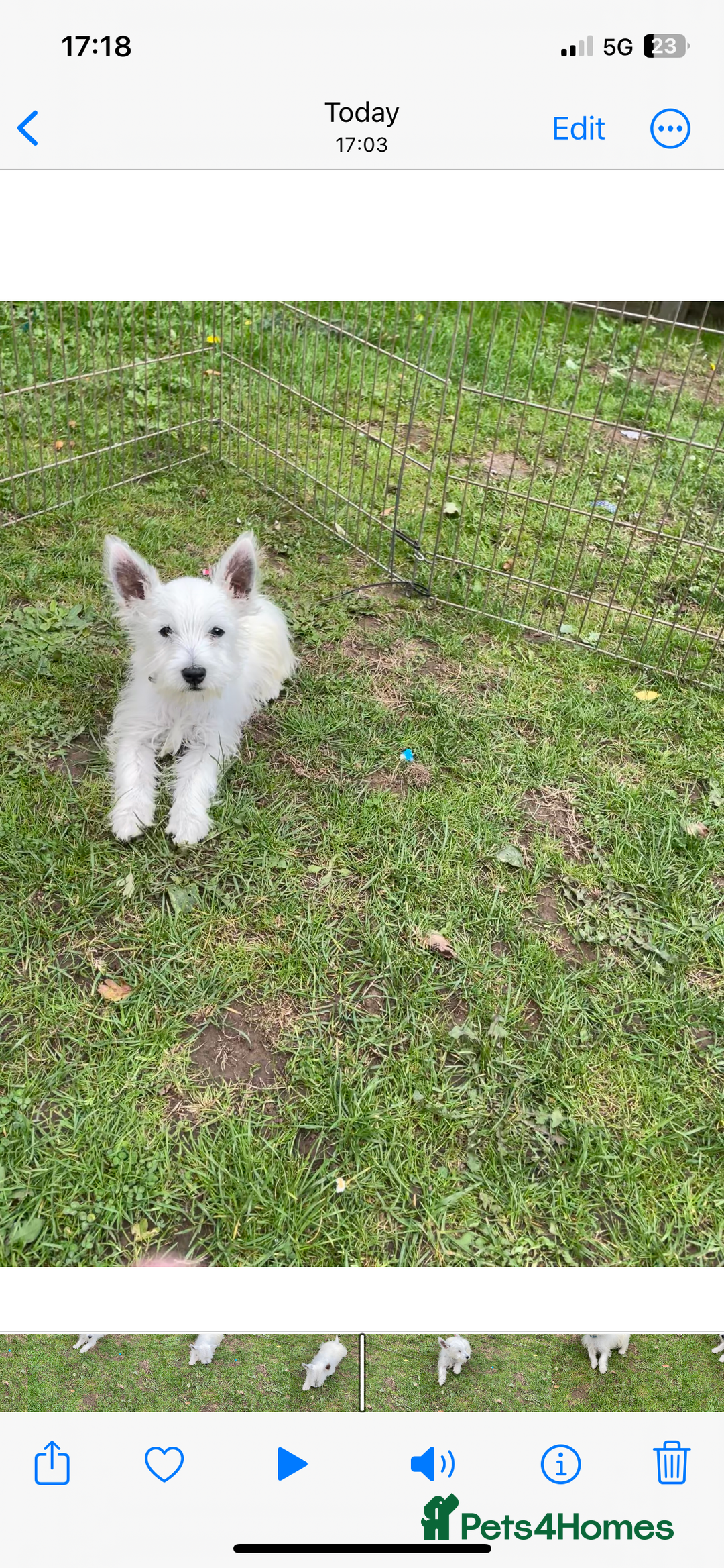 West Highland Terrier dogs for sale: Beautiful west highland terriers puppys - Image 19