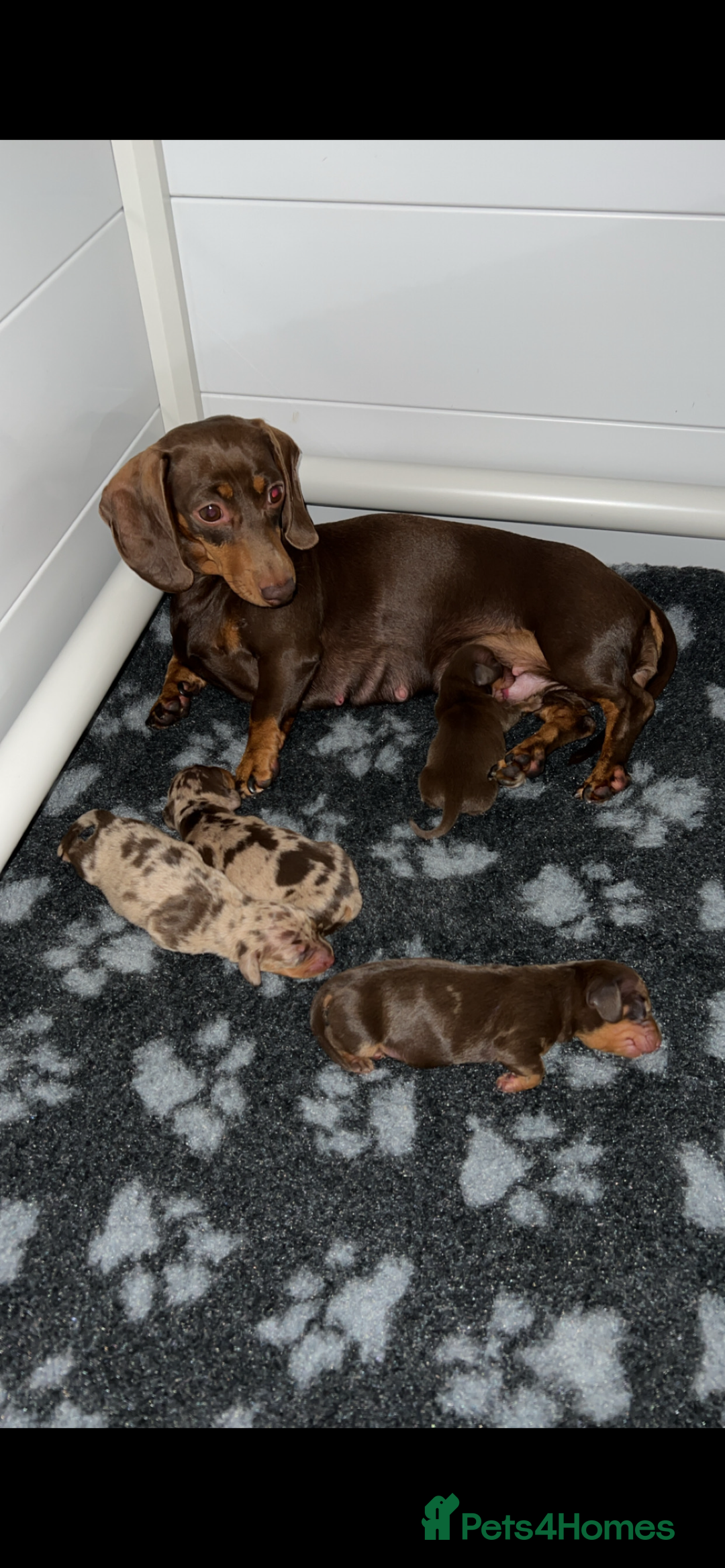 Miniature Dachshund dogs for sale: 🐾 Miniature Dachshund Puppies Available🐾 - Image 5