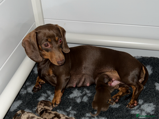 Miniature Dachshund dogs - Advert 3