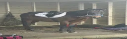 New Forest horses for sale: Beautiful Project horse - Advert 3