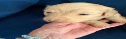 Miniature Dachshund dogs for sale: READY NOW Pure cream mini long haired pups - Advert 19