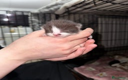 Mixed Breed cats for sale: 7 Mixed Kittens - Ginger, Tabby, Calico, White - Image 13