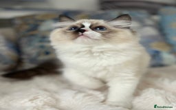 Ragdoll cats for sale: Beautiful Bicolour Ragdoll Kittens Home Raised, in Castleford - Image 14