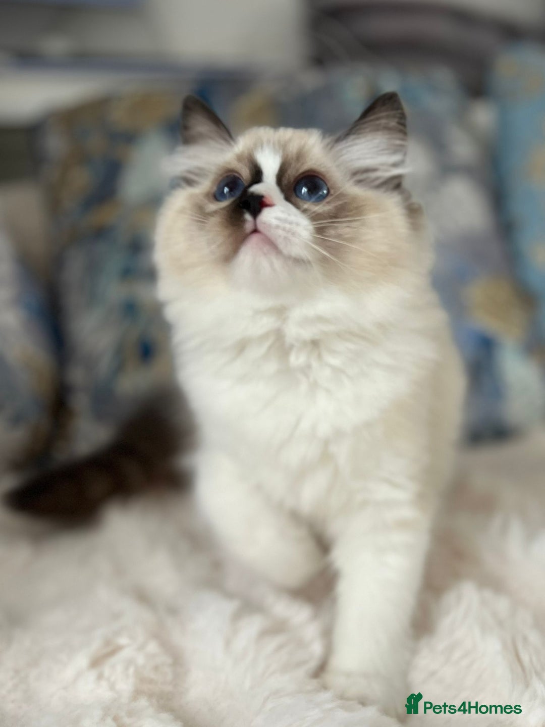 Ragdoll cats for sale: Beautiful Bicolour Ragdoll Kittens Home Raised, in Castleford - Image 14