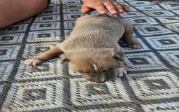 Mixed Breed dogs for sale: Belgian malinois/ border collie  - Image 27