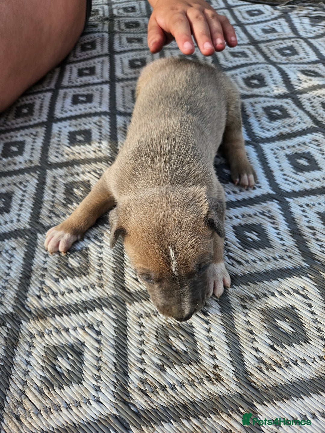 Mixed Breed dogs for sale: Belgian malinois/ border collie  - Image 27