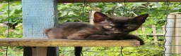 Mixed Breed cats for sale: Beautiful 3/4 Bengal, 1/4 Siamese kittens  - Advert 28