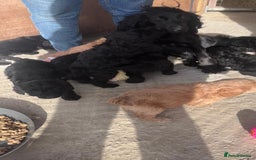 Cockapoo dogs for sale: F1 Cockapoos  - Image 7