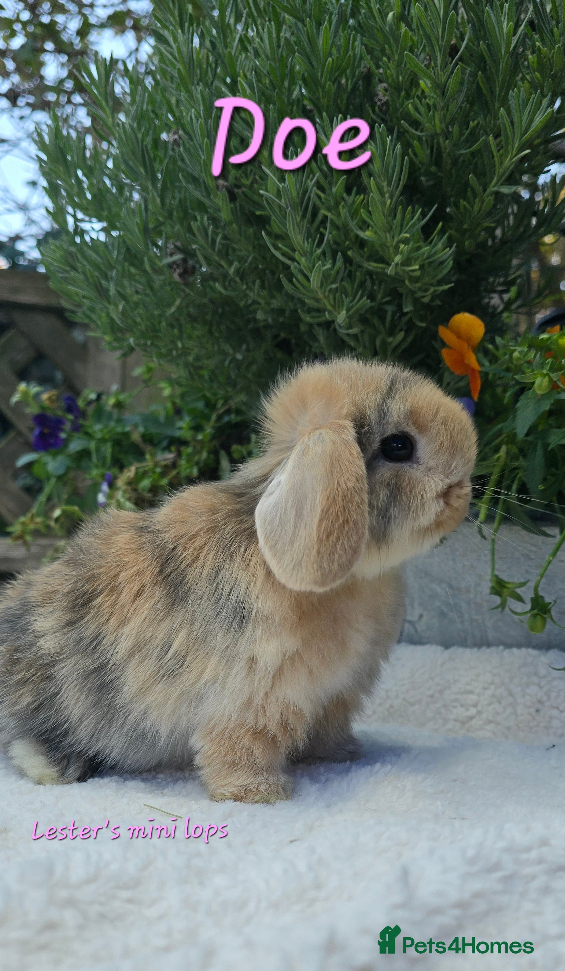 Mini Lop rabbits Beautiful mini lops girls and boys - Advert 10