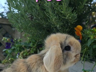 Mini Lop rabbits Beautiful mini lops girls and boys - Advert 10