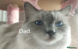 Ragdoll cats for sale: Four stunning blue point Ragdoll kittens - Image 9