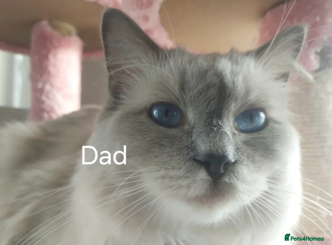 Ragdoll cats for sale: Four stunning blue point Ragdoll kittens - Image 9