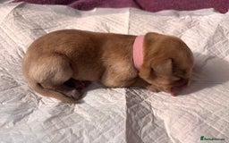 Labrador Retriever dogs for sale: KC Reg ‘Fox Red’ Labrador Retrievers  - Image 33