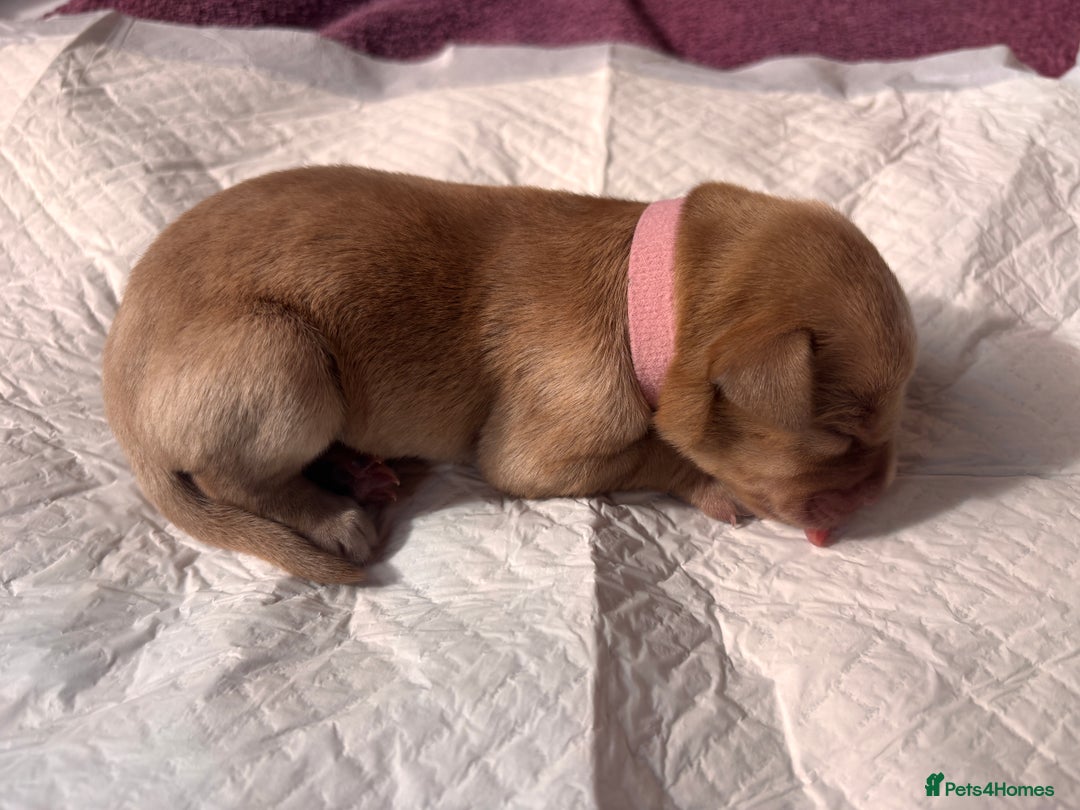 Labrador Retriever dogs for sale: KC Reg ‘Fox Red’ Labrador Retrievers  - Image 33