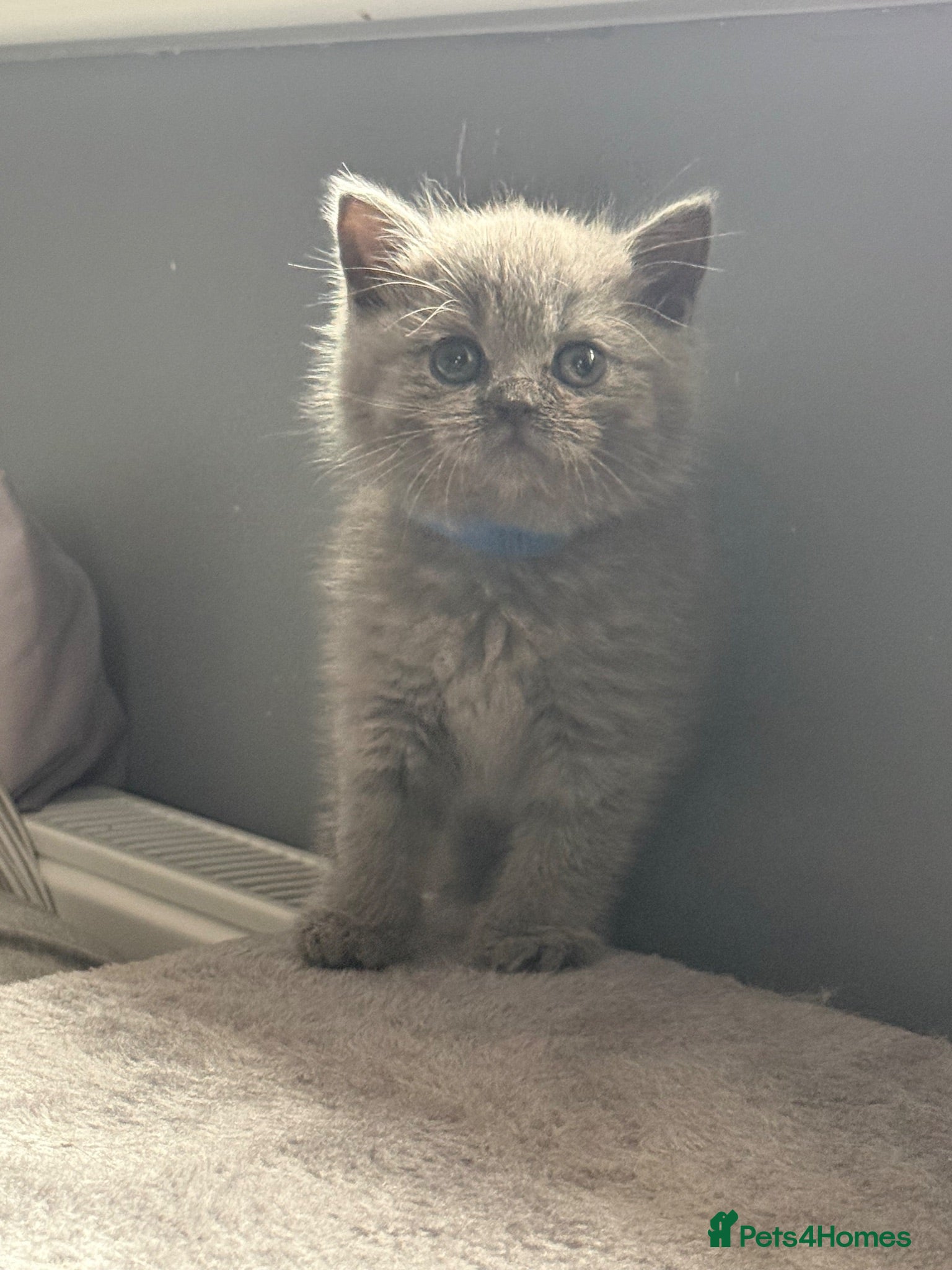 British Shorthair cats Gorgeous British Short Hair - Advert 1