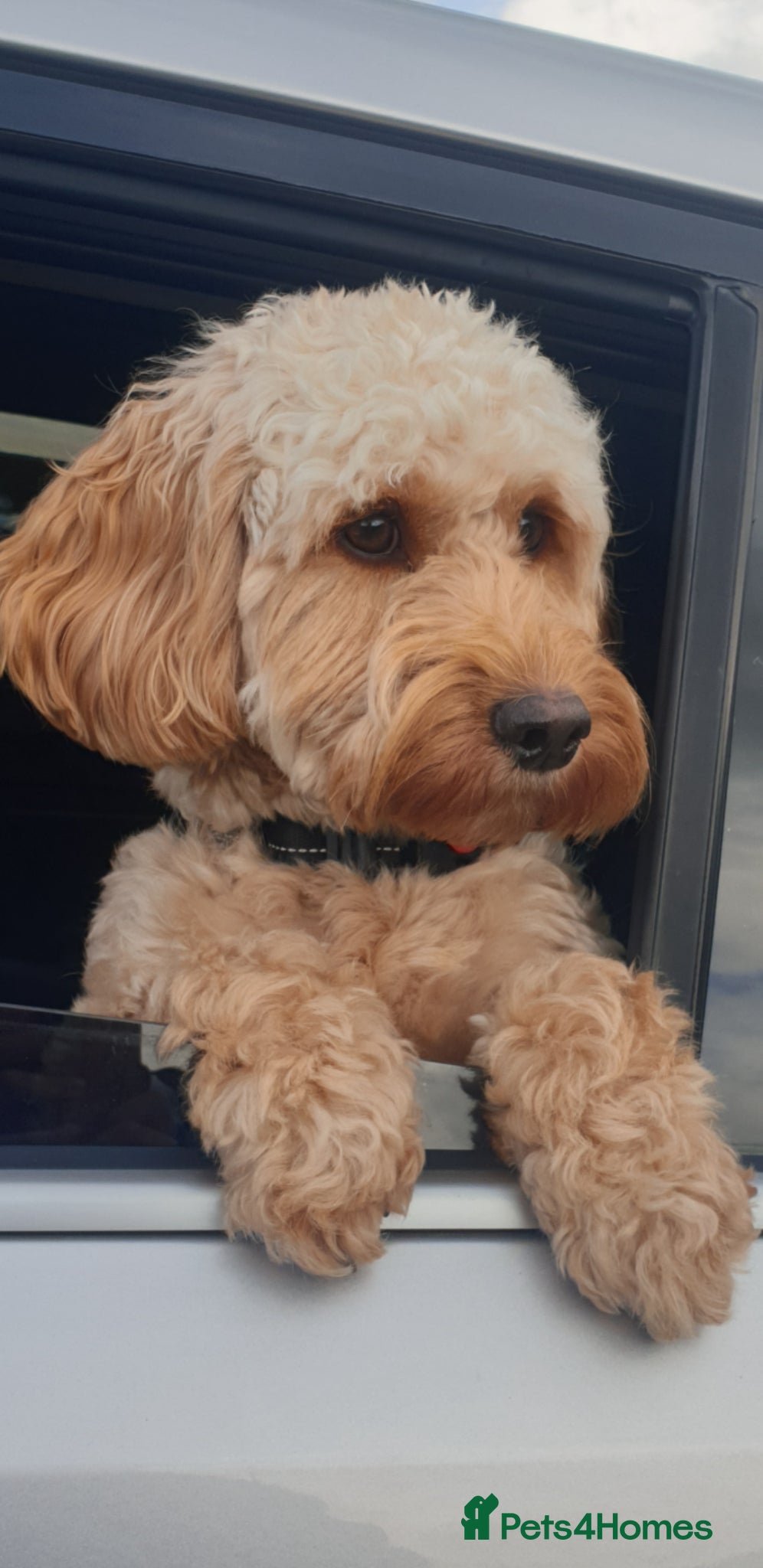 Cockapoo dogs Beautiful family cockerpoo puppies  - Advert 1