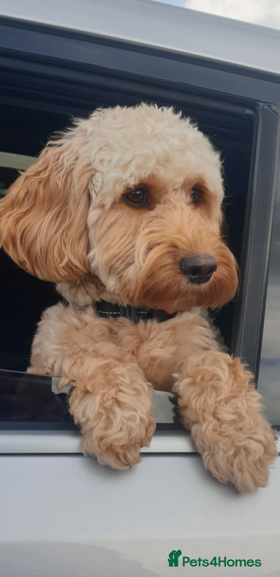 Cockapoo dogs for sale: Beautiful family cockerpoo puppies  - Advert 1