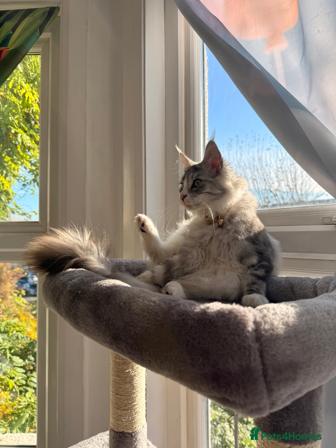 Maine Coon cats for sale: Gorgeous girl Mia for sale - Advert 4