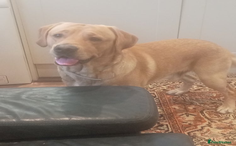 Labrador Retriever dogs - Advert 8