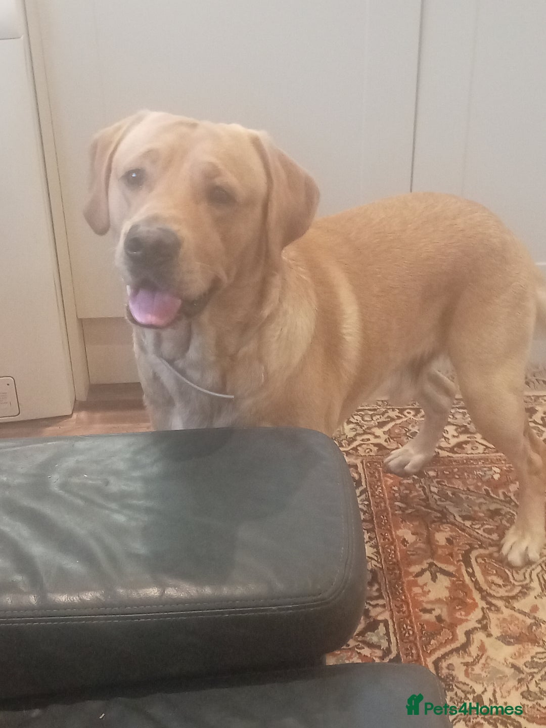 Labrador Retriever dogs for stud: P.R.O.V.E.N Yellow Labrador Stud - Image 2