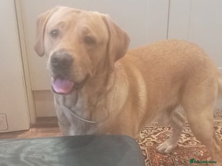 Labrador Retriever dogs P.R.O.V.E.N Yellow Labrador Stud - Advert 12