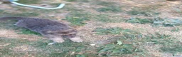 German Shepherd dogs for sale: German Shepherd puppies all colours ready end Aug - Advert 13
