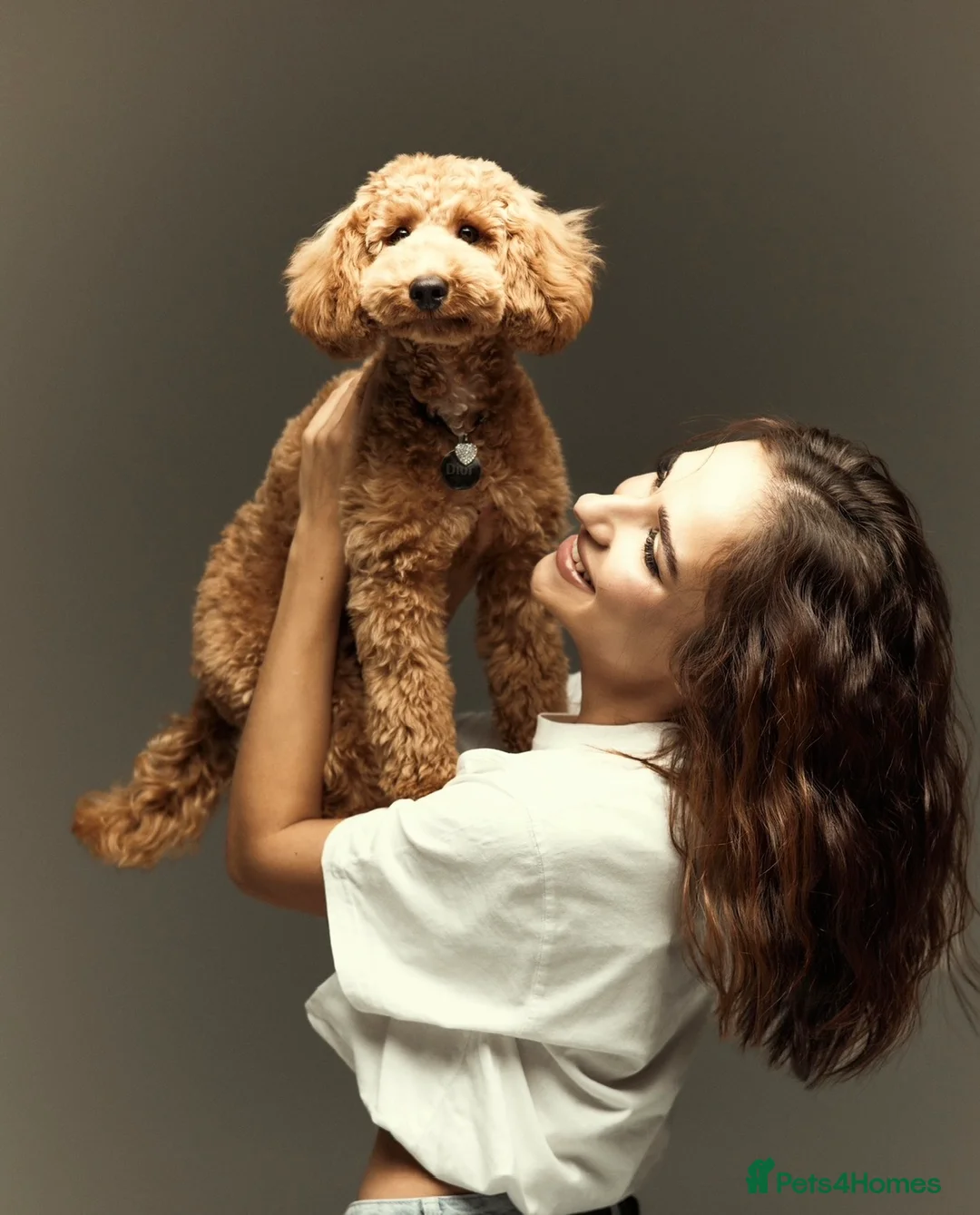 Toy Poodle dogs for stud: KC Registered Toy Poodle Stud – Healthy & Strong - Advert 2