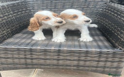 Cocker Spaniel dogs for sale: OUT STANDING  GORGEOUS SHOW TYPE COCKER SPANIEL  - Image 25