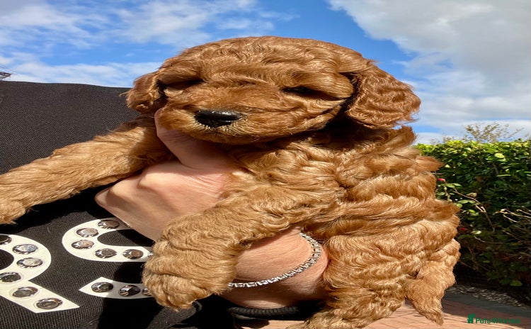 Cockapoo dogs - Advert 13