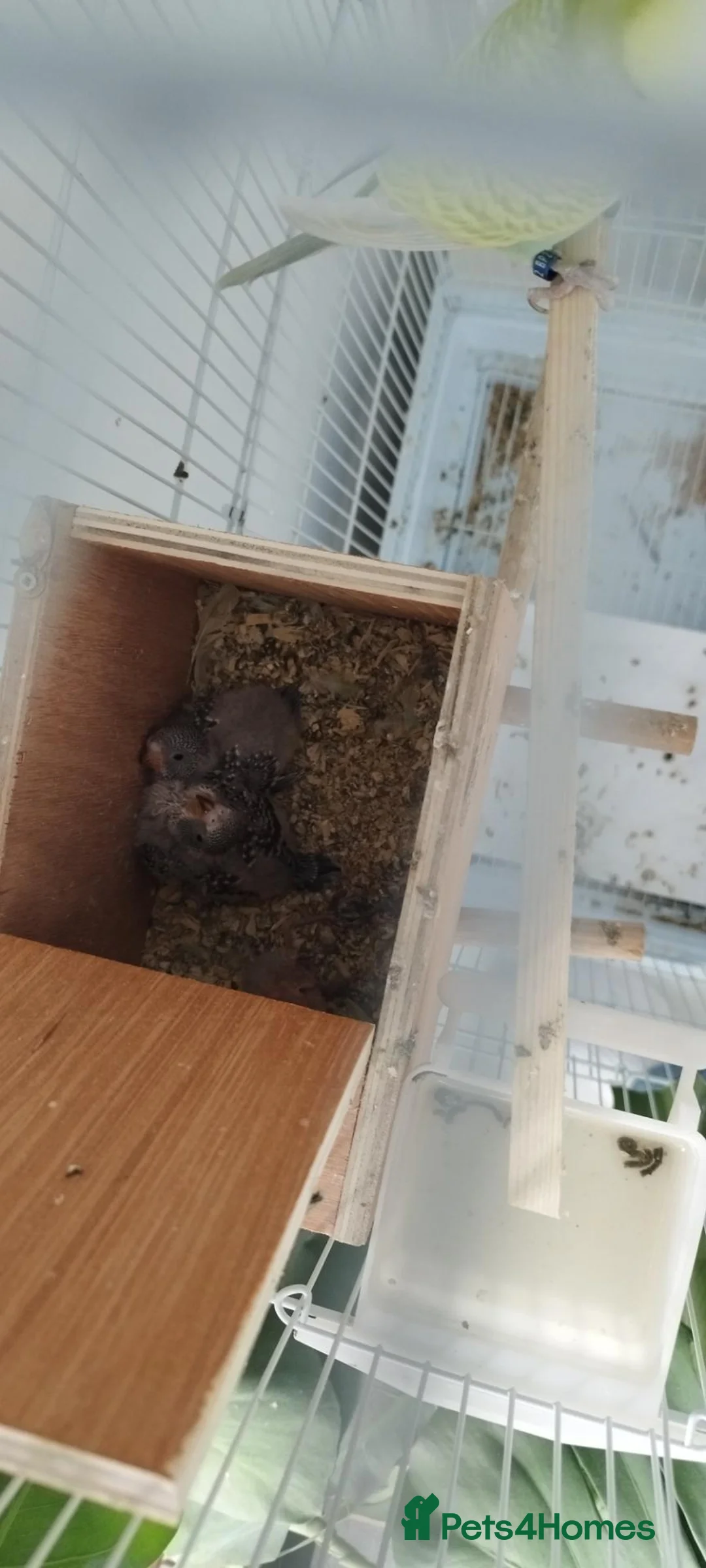 Budgerigars birds for sale: Beautiful family of 4 - Advert 5