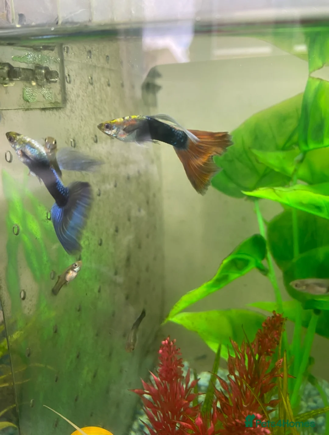 Live Bearers fish for sale: 2 batches of guppies - Advert 1