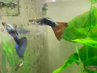 Live Bearers fish 2 batches of guppies - Advert 2