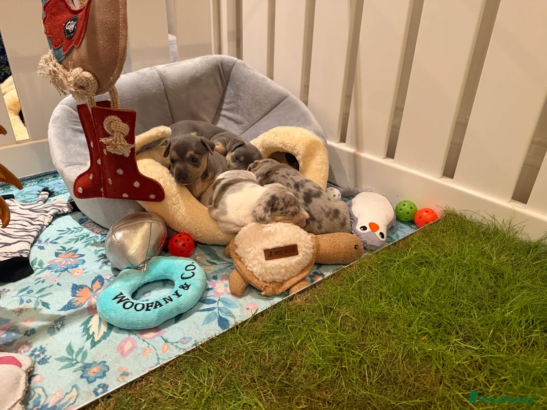 Jack Russell dogs for sale: Perfect Blue and Blue Merle Jack Russell Puppies - Advert 16