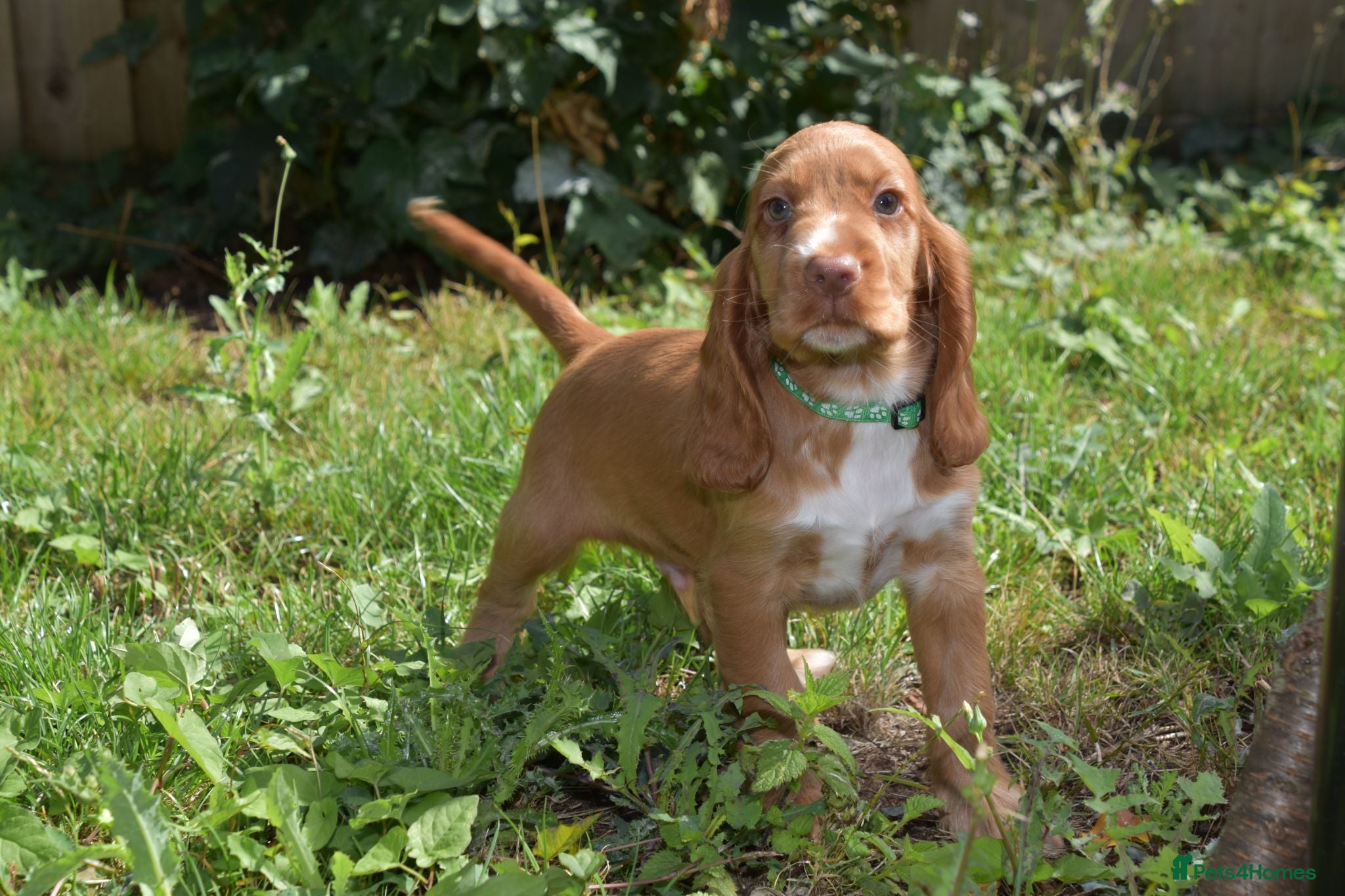 Cocker Spaniel dogs Fully Injected  Kc Reg Show Type Cocker Spaniel  - Advert 1