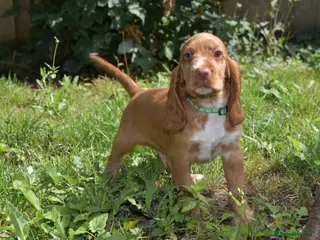 Cocker Spaniel dogs Fully Injected Kc Reg Show Type Cocker Spaniel - Advert 1