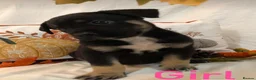 Mixed Breed dogs for sale: Rottweilerx puppy’s - Advert 9