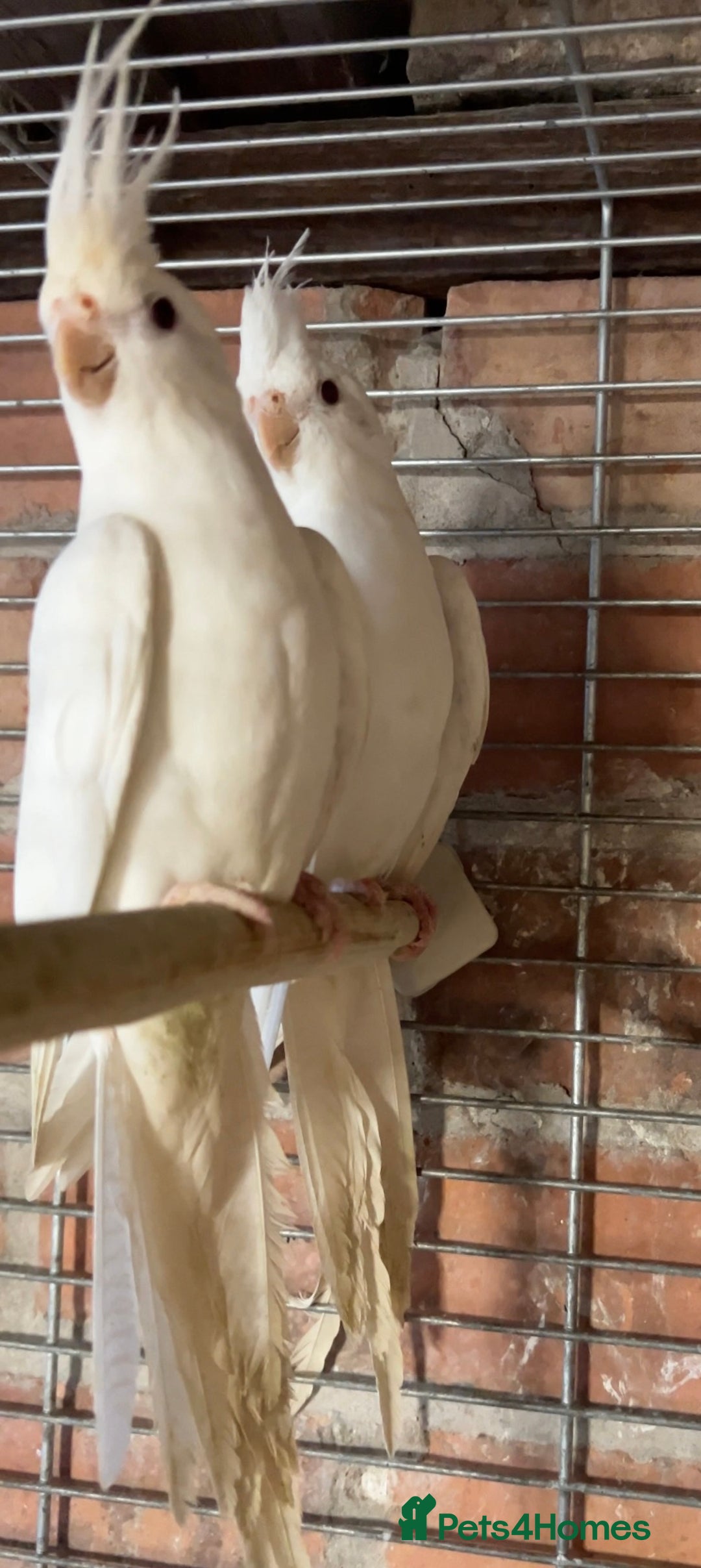 Cockatiels birds for sale: TWO ALBINO COCKATIELS FOR SALE - Advert 5