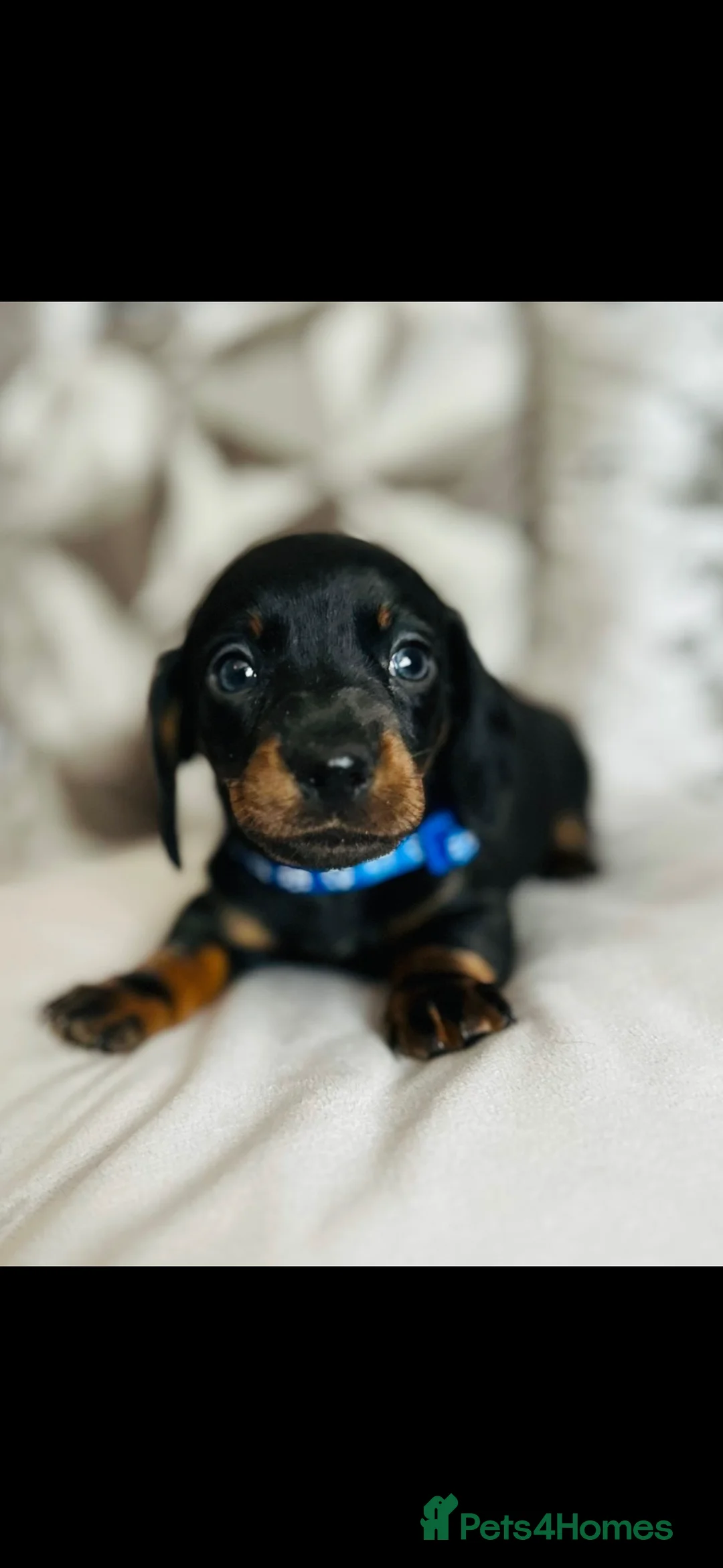 Miniature Dachshund dogs for sale: Very beautiful miniature dachshund puppies in Harlow - Advert 11