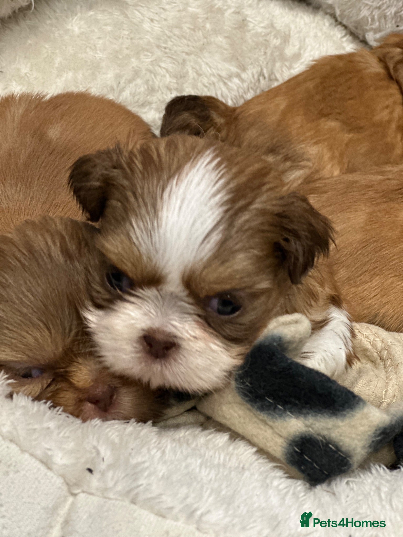 Shih Tzu dogs Beautiful imperial Shih Tzu puppies  - Advert 5