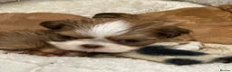Shih Tzu dogs for sale: Beautiful imperial Shih Tzu puppies  - Advert 1